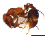  (Monomorium sp. B - ww16240)  @14 [ ] CreativeCommons - Attribution Non-Commercial Share-Alike (2012) Holger Loecker Orange Agricultural Institute, NSW DPI