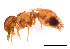  (Meranoplus minor - ww16262)  @14 [ ] CreativeCommons - Attribution Non-Commercial Share-Alike (2012) Holger Loecker Orange Agricultural Institute, NSW DPI