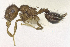  (Crematogaster lutzi - MACN-Bar-Ins-ct 06838)  @13 [ ] CreativeCommons - Attribution Share-Alike (2016) Unspecified Museo Argentino de Ciencias Naturales, Bernardino Rivadavia
