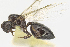  (Crematogaster PEH02 - MACN-Bar-Ins-ct 630)  @13 [ ] CreativeCommons - Attribution Share-Alike (2016) Unspecified Museo Argentino de Ciencias Naturales, Bernardino Rivadavia