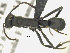  ( - MACN-bar-ins-ct 07017)  @13 [ ] CreativeCommons - Attribution Share-Alike (2018) Pablo L Tubaro Museo Argentino de Ciencias Naturales, Bernardino Rivadavia