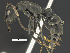  ( - MACN-bar-ins-ct 07017)  @13 [ ] CreativeCommons - Attribution Share-Alike (2018) Pablo L Tubaro Museo Argentino de Ciencias Naturales, Bernardino Rivadavia