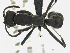  ( - MACN-bar-ins-ct 07038)  @13 [ ] Copyright (2018) Pablo L Tubaro Museo Argentino de Ciencias Naturales, Bernardino Rivadavia