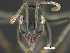  ( - MACN-bar-ins-ct 07038)  @12 [ ] Copyright (2018) Pablo L Tubaro Museo Argentino de Ciencias Naturales, Bernardino Rivadavia