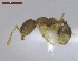  ( - MACN-Bar-Ins-ct 02883)  @12 [ ] Copyright (2013) MACN Museo Argentino de Ciencias Naturales "Bernardino Rivadavia"