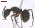  ( - MACN-Bar-Ins-ct 02884)  @13 [ ] Copyright (2013) MACN Museo Argentino de Ciencias Naturales "Bernardino Rivadavia"