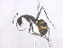  ( - MACN-Bar-Ins-ct 02886)  @11 [ ] Copyright (2013) MACN Museo Argentino de Ciencias Naturales "Bernardino Rivadavia"