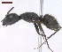  ( - MACN-Bar-Ins-ct 02892)  @14 [ ] Copyright (2013) MACN Museo Argentino de Ciencias Naturales "Bernardino Rivadavia"