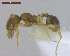  ( - MACN-Bar-Ins-ct 02909)  @13 [ ] Copyright (2013) MACN Museo Argentino de Ciencias Naturales "Bernardino Rivadavia"