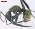  ( - MACN-Bar-Ins-ct 02916)  @14 [ ] Copyright (2013) MACN Museo Argentino de Ciencias Naturales "Bernardino Rivadavia"