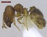  ( - MACN-Bar-Ins-ct 02923)  @13 [ ] Copyright (2013) MACN Museo Argentino de Ciencias Naturales "Bernardino Rivadavia"