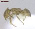  (Linepithema micans - MACN-Bar-Ins-ct 02945)  @14 [ ] Copyright (2013) MACN Museo Argentino de Ciencias Naturales "Bernardino Rivadavia"