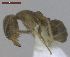  ( - MACN-Bar-Ins-ct 02954)  @13 [ ] Copyright (2013) MACN Museo Argentino de Ciencias Naturales "Bernardino Rivadavia"