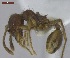  ( - T4S18A2009PNIA11)  @13 [ ] Copyright (2013) MACN Museo Argentino de Ciencias Naturales "Bernardino Rivadavia"