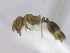  ( - T1W32008PNIB01)  @11 [ ] Copyright (2013) MACN Museo Argentino de Ciencias Naturales "Bernardino Rivadavia"