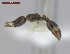  ( - T1W32008PNIB07)  @11 [ ] Copyright (2013) MACN Museo Argentino de Ciencias Naturales "Bernardino Rivadavia"