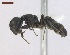  (Camponotus striatus - T6P22008PNIE11)  @14 [ ] Copyright (2013) MACN Museo Argentino de Ciencias Naturales "Bernardino Rivadavia"
