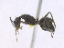  ( - T1P52008PNIG11)  @11 [ ] Copyright (2013) MACN Museo Argentino de Ciencias Naturales "Bernardino Rivadavia"