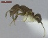  (Linepithema pulex - MACN-Bar-Ins-ct 05035)  @14 [ ] Copyright (2013) MACN Museo Argentino de Ciencias Naturales "Bernardino Rivadavia"