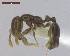  ( - MACN-Bar-Ins-ct 05115)  @13 [ ] Copyright (2013) MACN Museo Argentino de Ciencias Naturales "Bernardino Rivadavia"