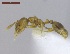  ( - MACN-Bar-Ins-ct 05134)  @11 [ ] Copyright (2013) MACN Museo Argentino de Ciencias Naturales "Bernardino Rivadavia"