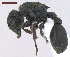  (Procryptocerus adlerzi - MACN-Bar-Ins-ct 05142)  @14 [ ] Copyright (2013) MACN Museo Argentino de Ciencias Naturales "Bernardino Rivadavia"