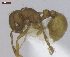  ( - MACN-Bar-Ins-ct 05156)  @13 [ ] Copyright (2013) MACN Museo Argentino de Ciencias Naturales "Bernardino Rivadavia"