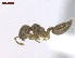  (Crematogaster erecta - MACN-Bar-Ins-ct 05157)  @11 [ ] Copyright (2013) MACN Museo Argentino de Ciencias Naturales "Bernardino Rivadavia"