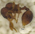  (Lachnomyrmex plaumanni - MACN-Bar-Ins-ct 06789)  @11 [ ] Copyright (2015) MACN Museo Argentino de Ciencias Naturales "Bernardino Rivadavia"