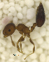  ( - MACN-Bar-Ins-ct 06795)  @11 [ ] Copyright (2015) MACN Museo Argentino de Ciencias Naturales "Bernardino Rivadavia"