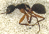  ( - MACN-Bar-Ins-ct 06798)  @11 [ ] Copyright (2015) MACN Museo Argentino de Ciencias Naturales "Bernardino Rivadavia"