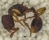 ( - MACN-Bar-Ins-ct 06799)  @11 [ ] Copyright (2015) MACN Museo Argentino de Ciencias Naturales "Bernardino Rivadavia"