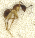  (Camponotus PEH01 - MACN-Bar-Ins-ct 06802)  @13 [ ] Copyright (2015) MACN Museo Argentino de Ciencias Naturales "Bernardino Rivadavia"