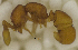  ( - MACN-Bar-Ins-ct 06804)  @11 [ ] Copyright (2015) MACN Museo Argentino de Ciencias Naturales "Bernardino Rivadavia"