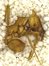  ( - MACN-Bar-Ins-ct 06814)  @12 [ ] Copyright (2015) MACN Museo Argentino de Ciencias Naturales "Bernardino Rivadavia"