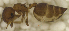  (Crematogaster PEH01 - MACN-Bar-Ins-ct 06830)  @11 [ ] Copyright (2015) MACN Museo Argentino de Ciencias Naturales "Bernardino Rivadavia"