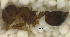  ( - MACN-Bar-Ins-ct 06838)  @12 [ ] Copyright (2015) MACN Museo Argentino de Ciencias Naturales "Bernardino Rivadavia"