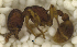  (Hylomyrma PEH01 - MACN-Bar-Ins-ct 06841)  @11 [ ] Copyright (2015) MACN Museo Argentino de Ciencias Naturales "Bernardino Rivadavia"