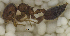  ( - MACN-Bar-Ins-ct 06848)  @11 [ ] Copyright (2015) MACN Museo Argentino de Ciencias Naturales "Bernardino Rivadavia"