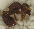  (Octostruma PEH01 - MACN-Bar-Ins-ct 06853)  @12 [ ] Copyright (2015) MACN Museo Argentino de Ciencias Naturales "Bernardino Rivadavia"