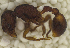  ( - MACN-Bar-Ins-ct 06868)  @11 [ ] Copyright (2015) MACN Museo Argentino de Ciencias Naturales "Bernardino Rivadavia"