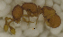  ( - MACN-Bar-Ins-ct 06872)  @11 [ ] Copyright (2015) MACN Museo Argentino de Ciencias Naturales "Bernardino Rivadavia"