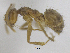  ( - MACN-bar-ins-ct 06880)  @11 [ ] Copyright (2015) MACN Museo Argentino de Ciencias Naturales "Bernardino Rivadavia"