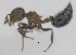  (Crematogaster corticicola - MACN-bar-ins-ct 06887)  @14 [ ] Copyright (2015) MACN Museo Argentino de Ciencias Naturales "Bernardino Rivadavia"