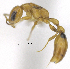  (Pseudomyrmex simplex - MACN-bar-ins-ct 06889)  @14 [ ] Copyright (2015) MACN Museo Argentino de Ciencias Naturales "Bernardino Rivadavia"