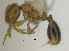  ( - MACN-bar-ins-ct 06899)  @11 [ ] Copyright (2015) MACN Museo Argentino de Ciencias Naturales "Bernardino Rivadavia"