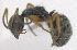  ( - MACN-bar-ins-ct 06903)  @11 [ ] Copyright (2015) MACN Museo Argentino de Ciencias Naturales "Bernardino Rivadavia"