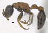  ( - MACN-bar-ins-ct 06908)  @11 [ ] Copyright (2015) MACN Museo Argentino de Ciencias Naturales "Bernardino Rivadavia"