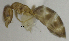  ( - MACN-bar-ins-ct 06913)  @11 [ ] Copyright (2015) MACN Museo Argentino de Ciencias Naturales "Bernardino Rivadavia"