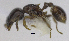  (Strumigenys appretiata - MACN-bar-ins-ct 06914)  @11 [ ] Copyright (2015) MACN Museo Argentino de Ciencias Naturales "Bernardino Rivadavia"